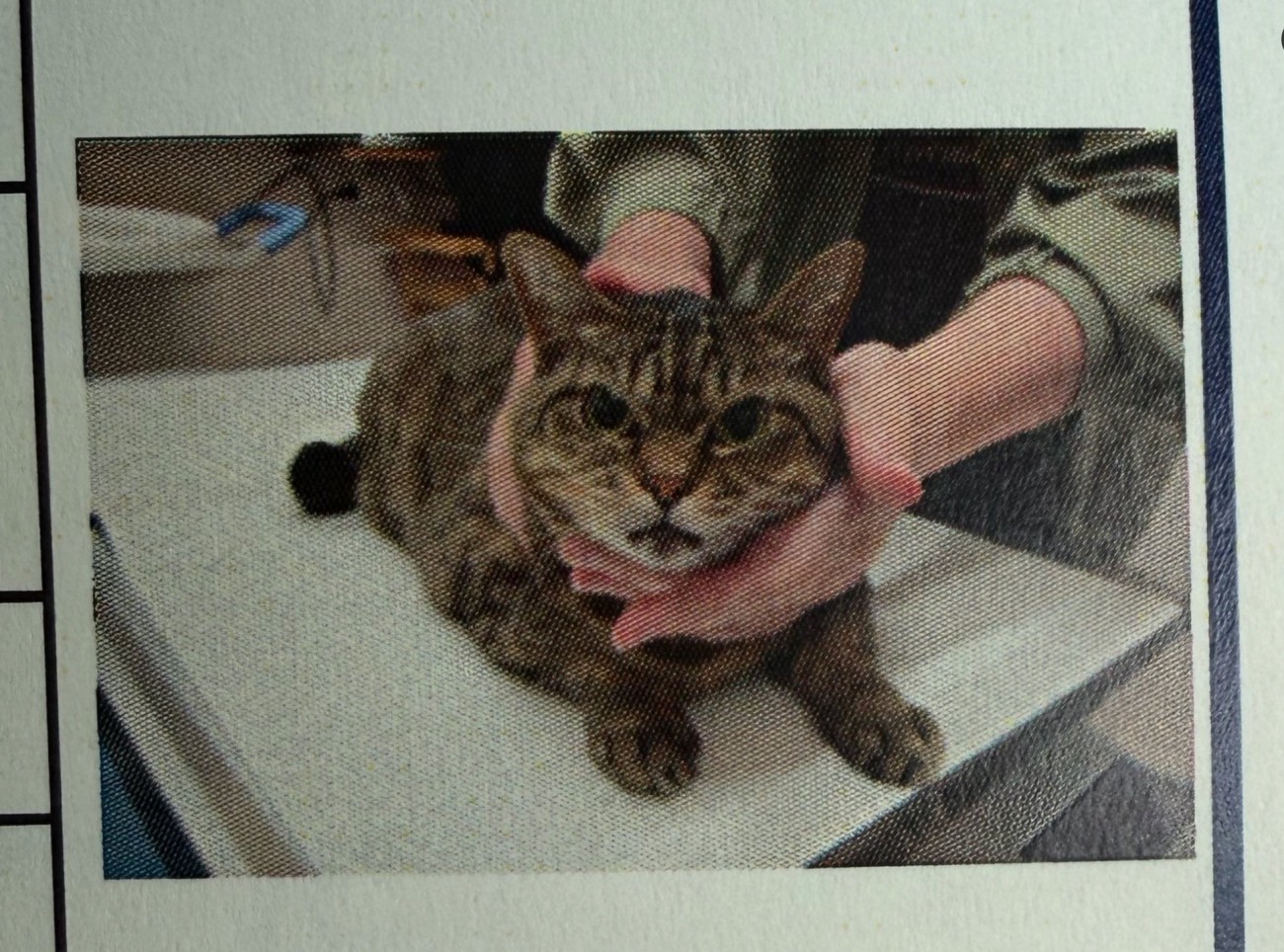 怒る猫
