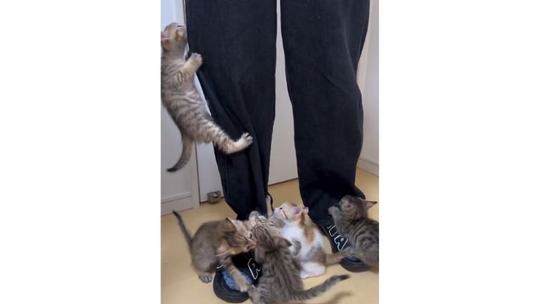 人の脚と子猫たち