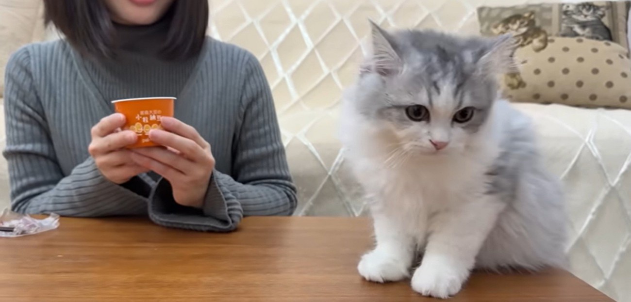 机の上にいる猫