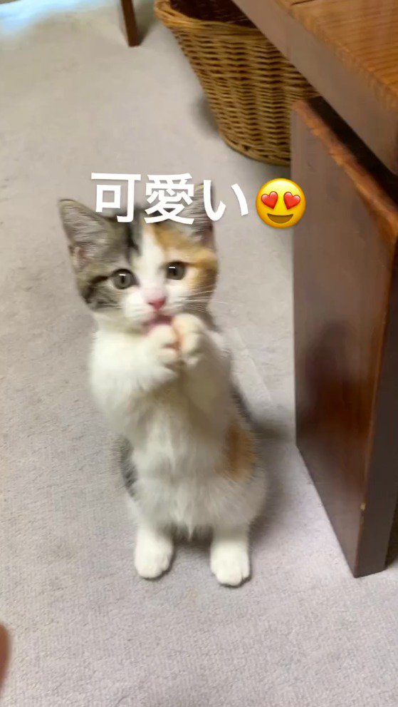 後ろ足で立ち上がって両方の前足をくっつける子猫
