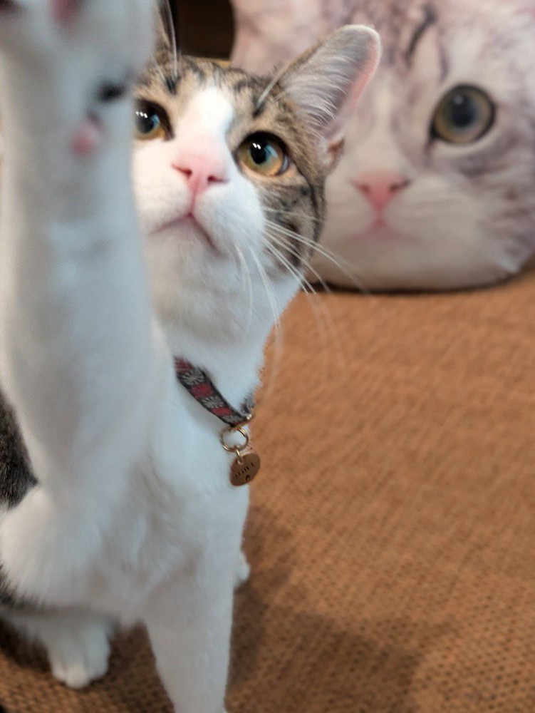 カメラに前足を伸ばす猫