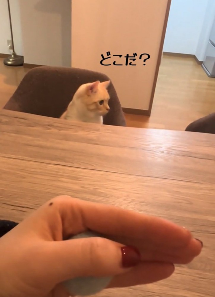 横を向く猫