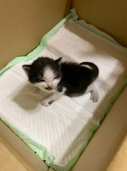 黒白模様の子猫