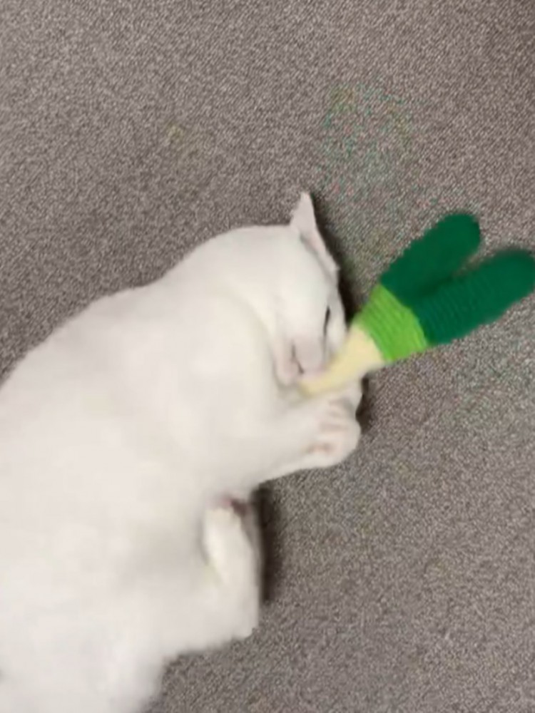 おもちゃをけりけりする白猫（足に勢いをつけているところ）