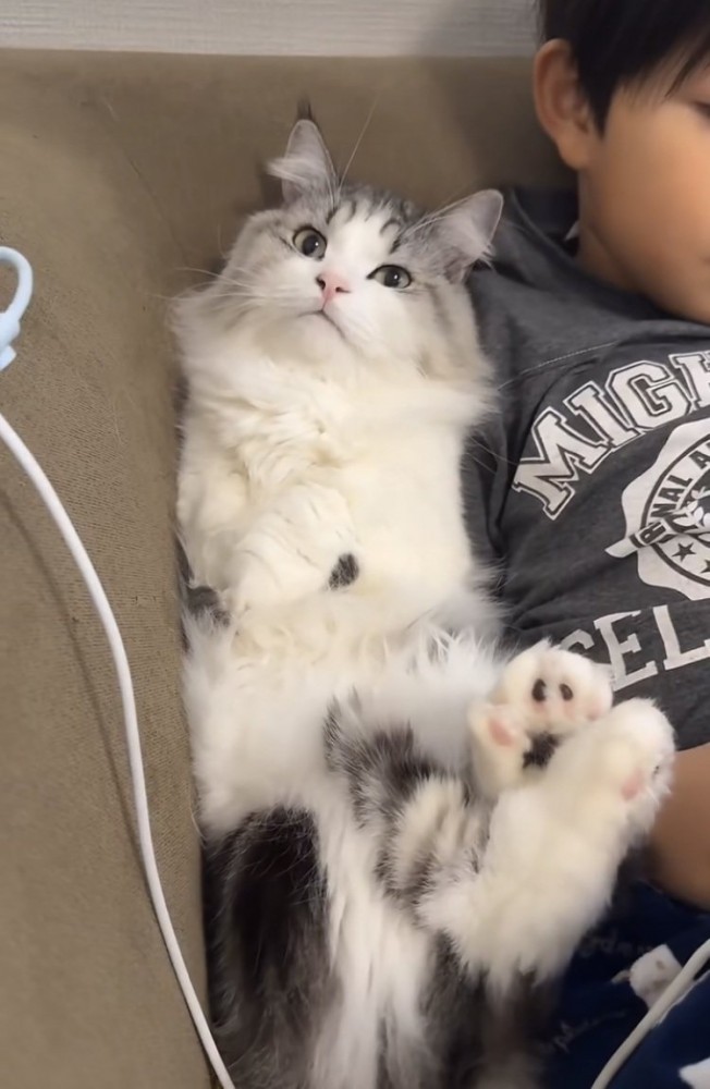 ソファに座るお兄ちゃんにくっつくマンチカン