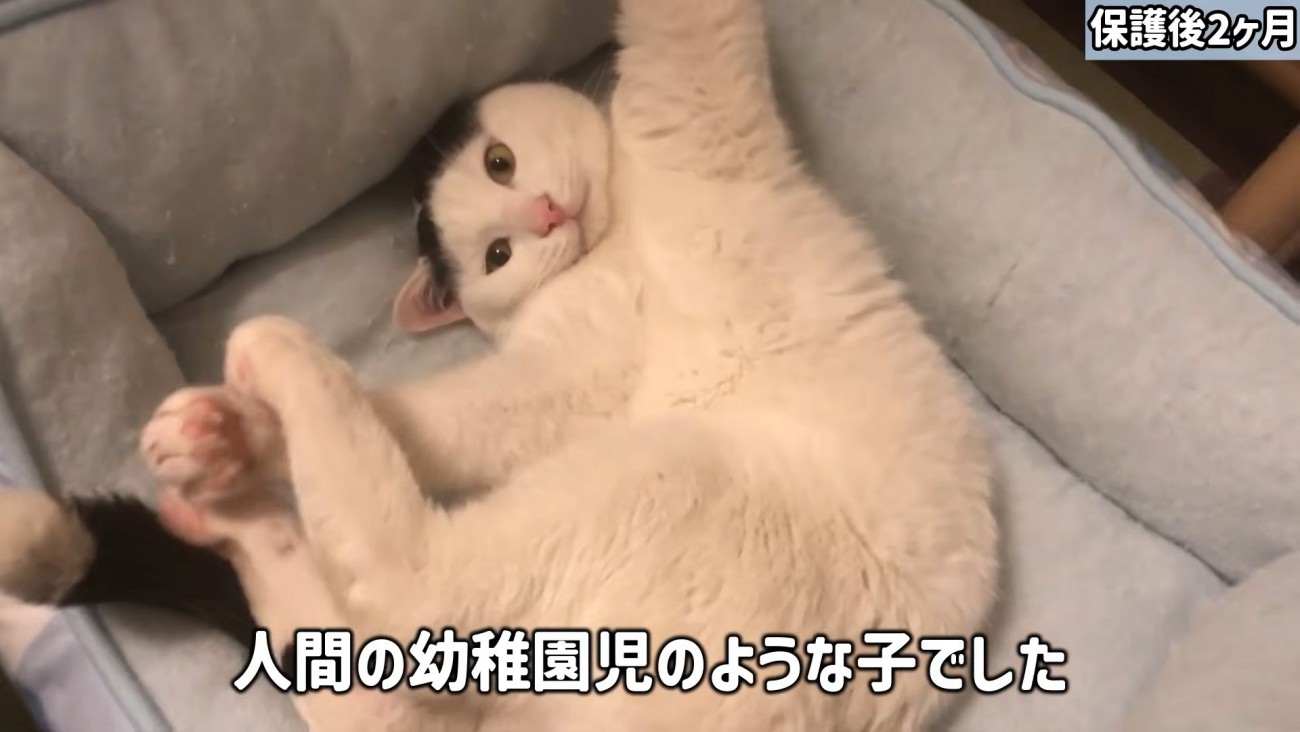 仰向けになる猫