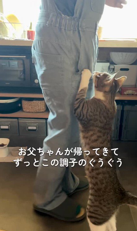 飼い主の脚にしがみつく猫