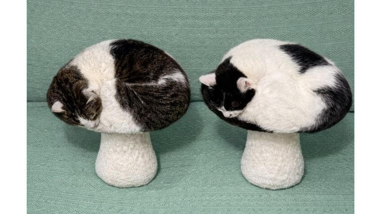 キノコみたいな猫