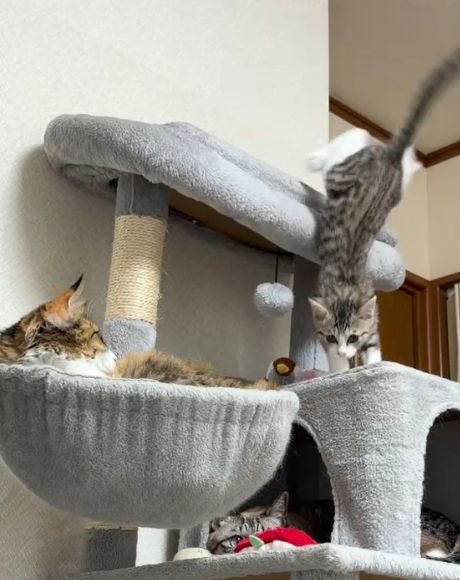 キャットタワー最上段から下の段へ飛び降りるキジトラ白の子猫