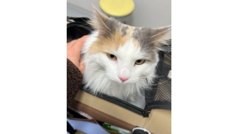 キャリーに入っている猫