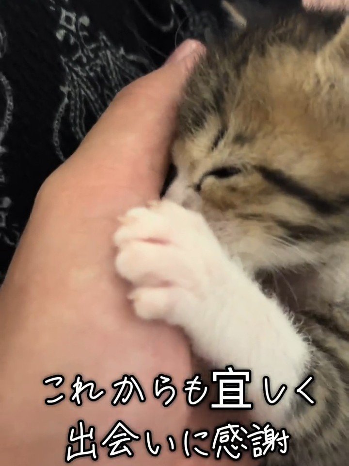 人の手に吸い付く子猫