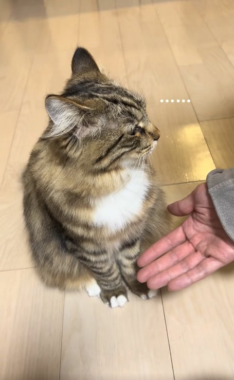 手のひらを差し出されて画面右側を見る猫