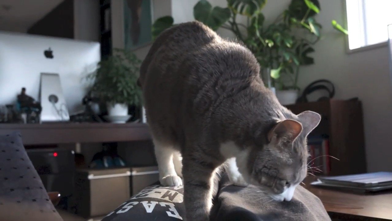 嗅ぐモアレちゃん