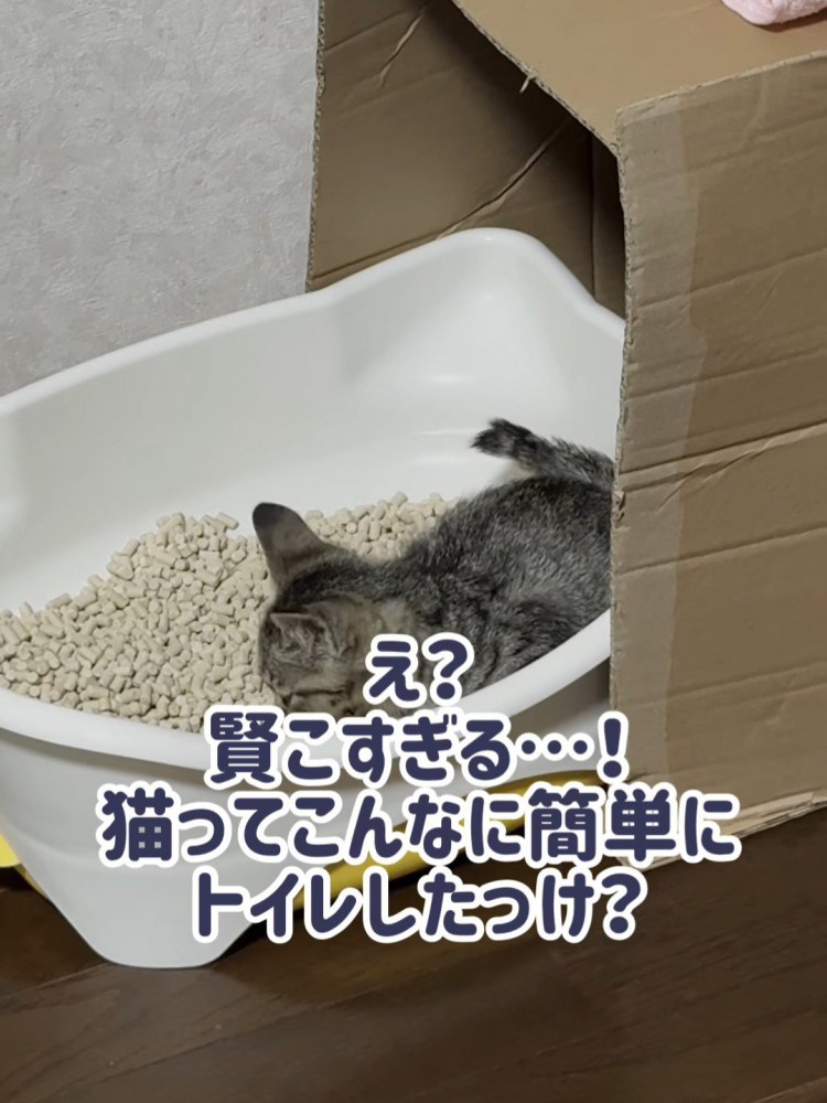 猫トイレにいる子猫