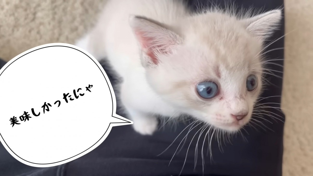 飼い主をよじ登る猫