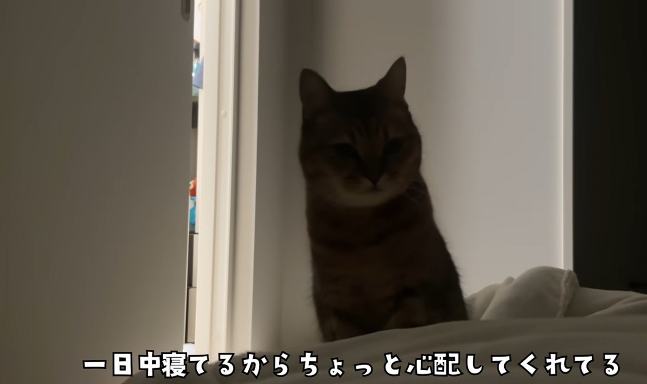 ミヌエットが横になった飼い主さんを心配そうに見つめる様子