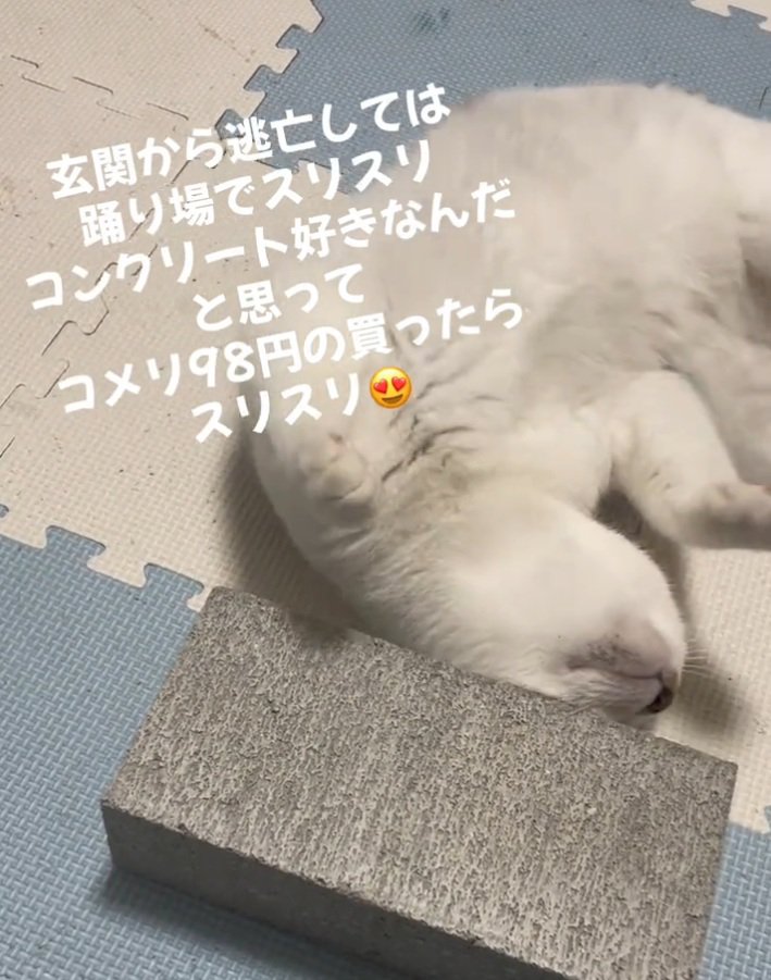 顔をすりすりする猫