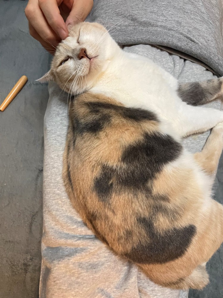 飼い主になでられる猫