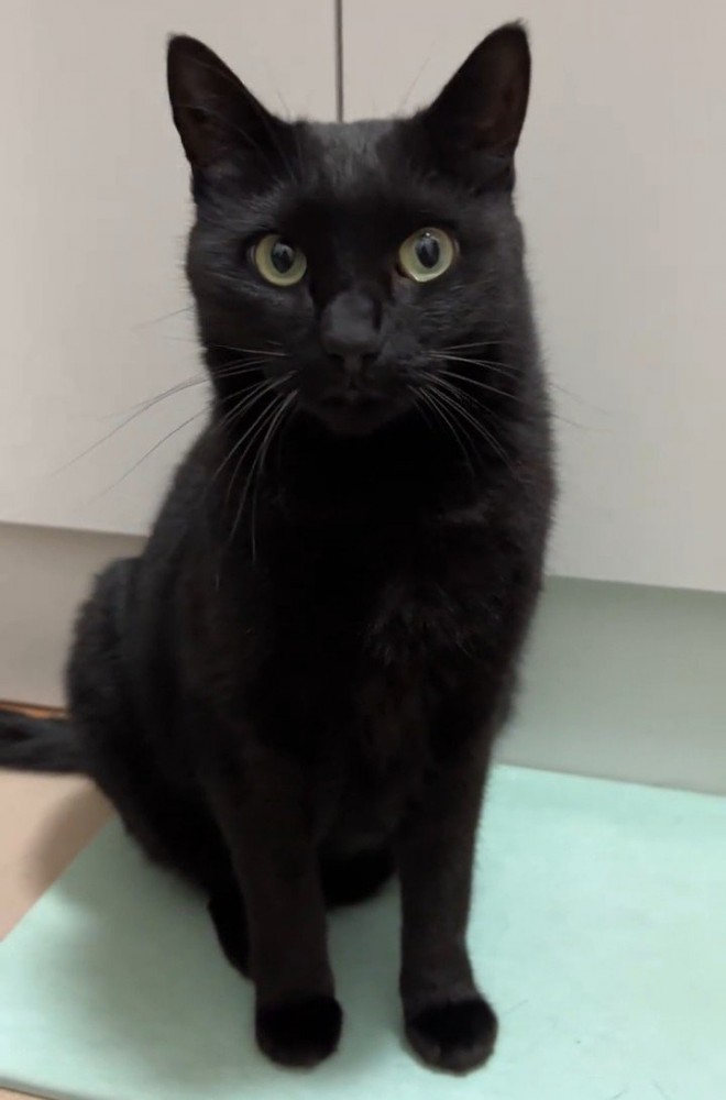 おすわりする成猫