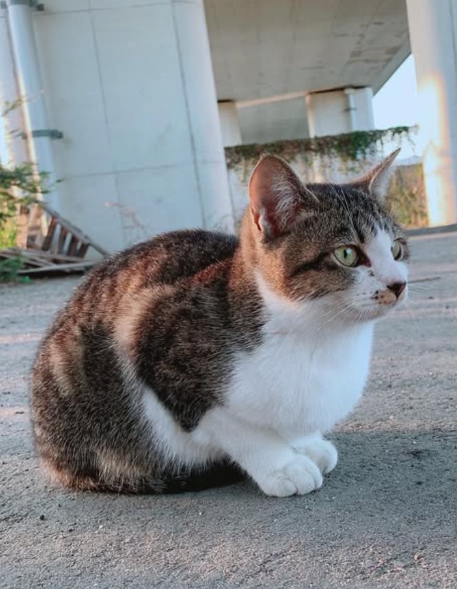 外で香箱座りをしている猫