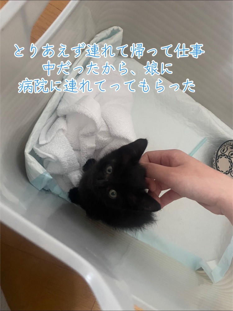 見上げる子猫