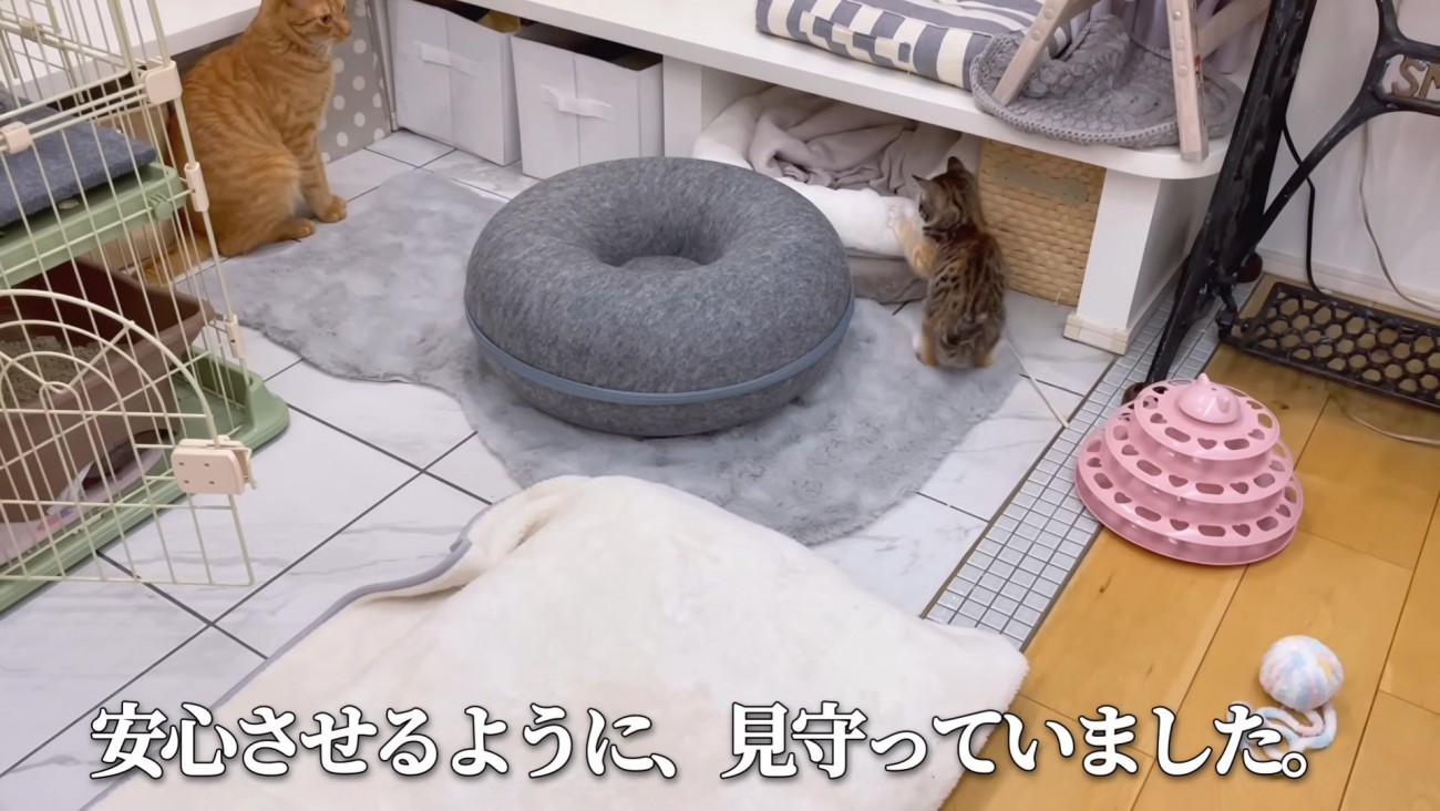 子猫を見守る猫