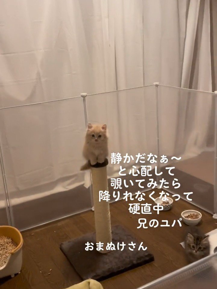 爪とぎポールに乗る子猫
