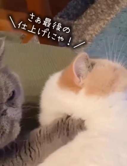 白茶猫の首を掴む猫（さぁ最後の仕上げにゃ！）