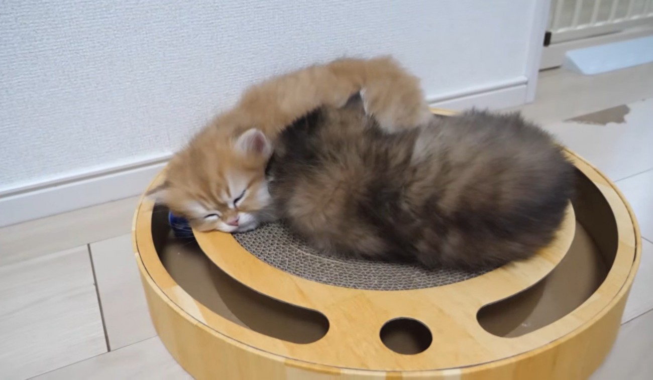 爪とぎで寝る2匹の猫