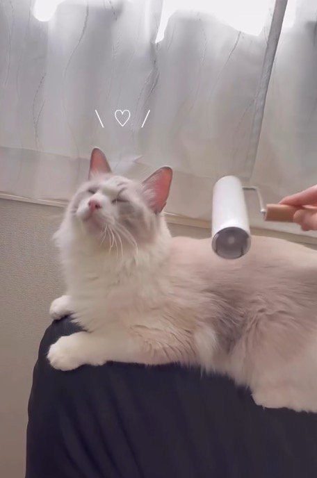 粘着テープを当てられてうっとりとした表情を見せる猫