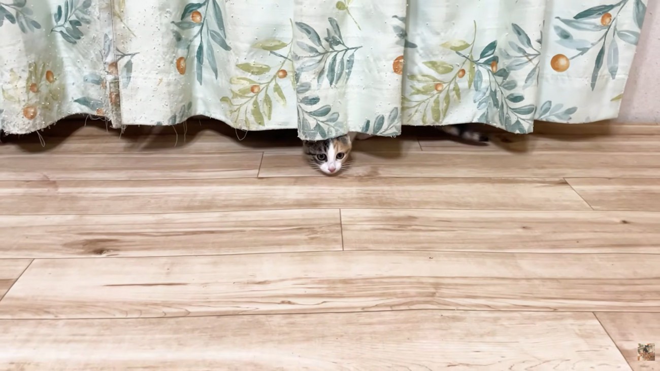 カーテンの裾からお顔を覗かせる子猫