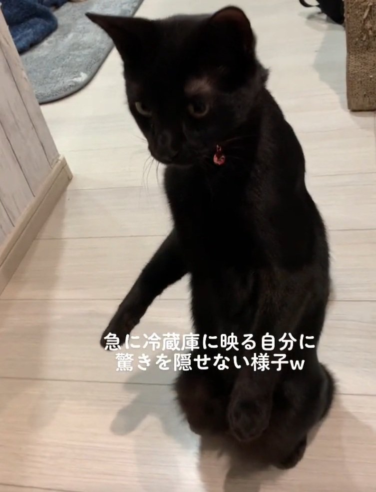冷蔵庫を凝視する猫