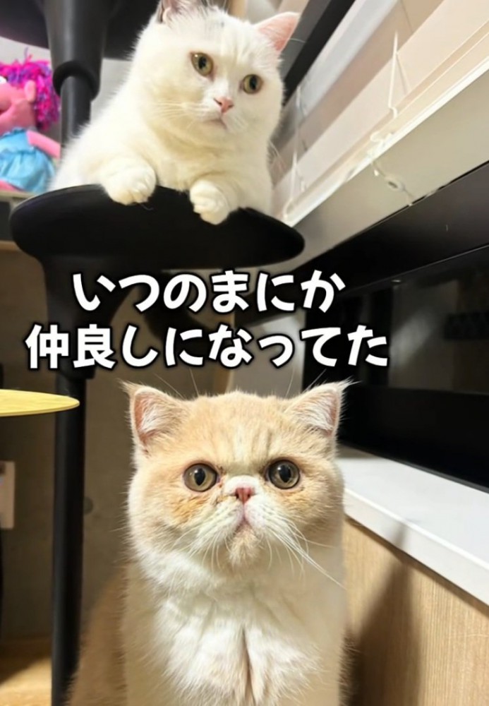 カメラ目線の2匹の猫