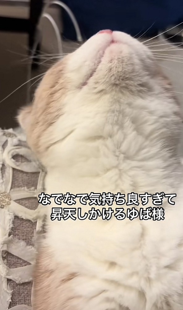 「なでなで気持ち良すぎて...」のテロップ写真3