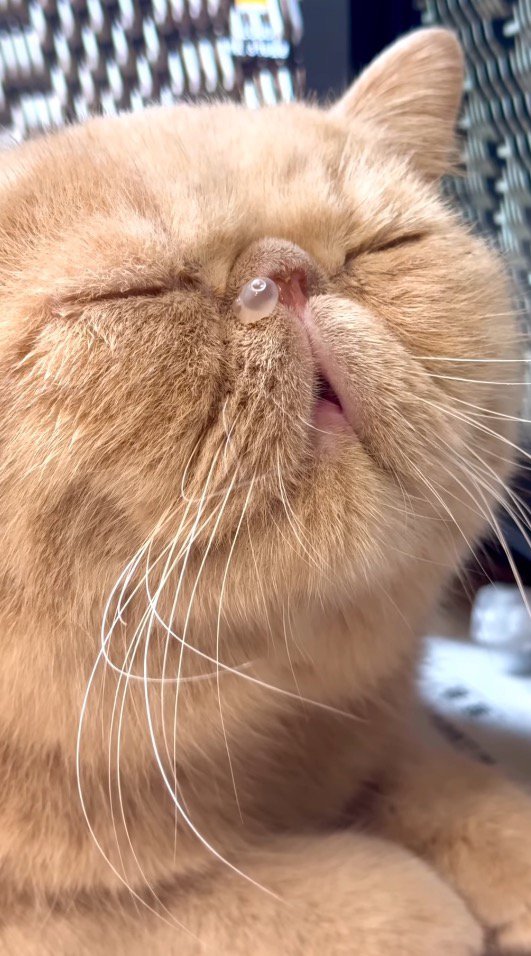 気持ち良さそうな顔をして眠る猫