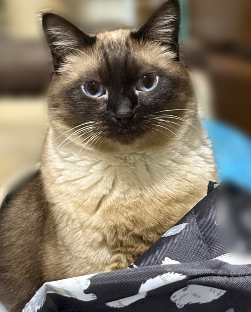 圧のあるこじろーくん