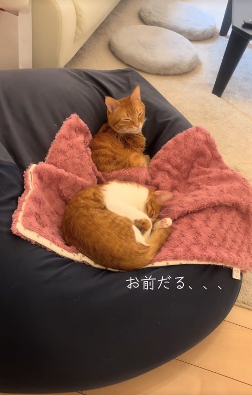 ビーズクッションの上で寝ている2匹の猫