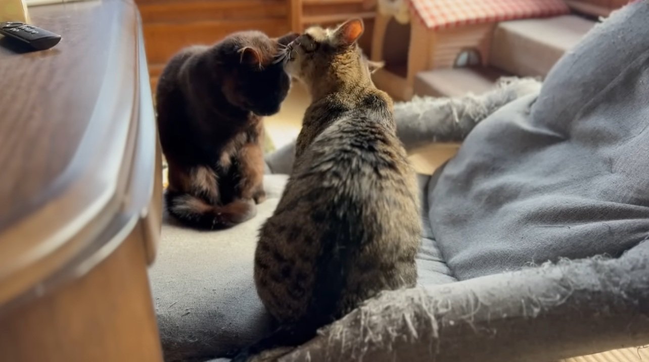 毛づくろいをしあう2匹の猫