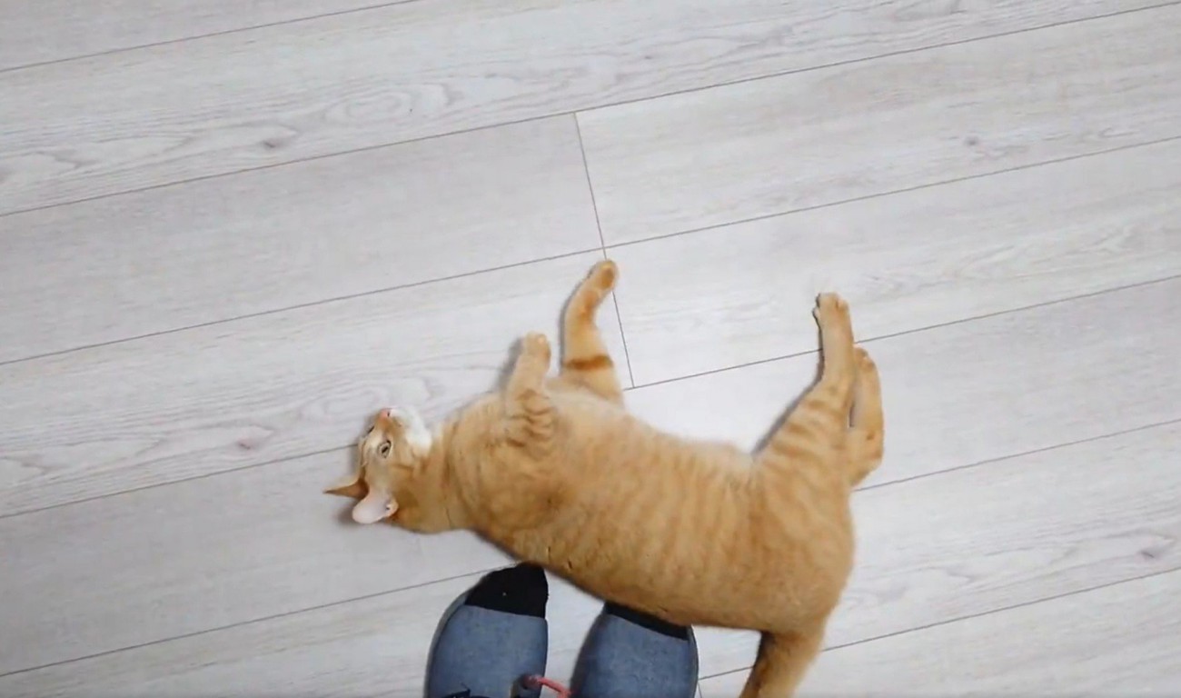 飼い主の足元に転がる猫