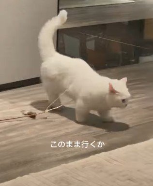 おもちゃを引きずりながら歩く猫
