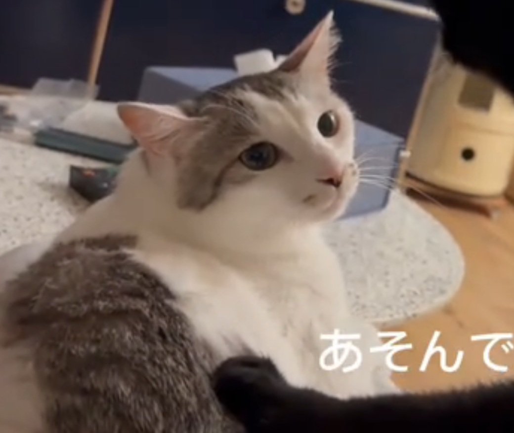 真顔の猫