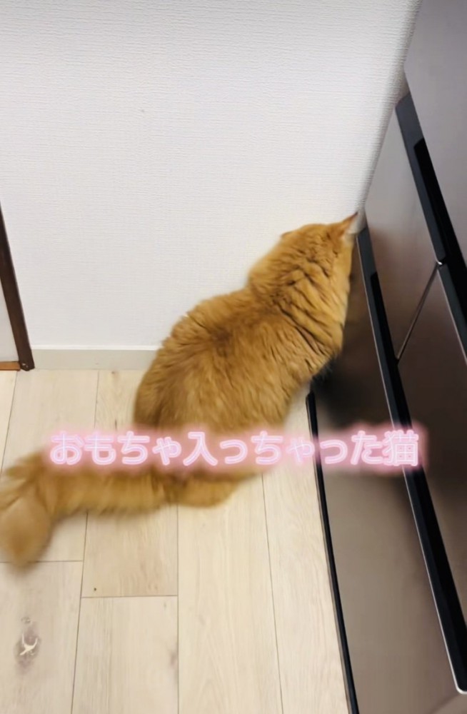 クローゼットと壁の隙間に入ったおもちゃを見るサイベリアン