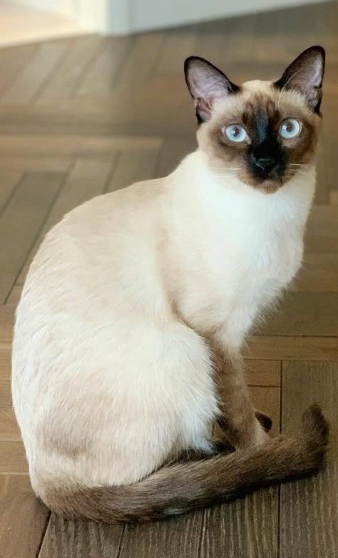 おすわりして振り向くシャム柄の猫