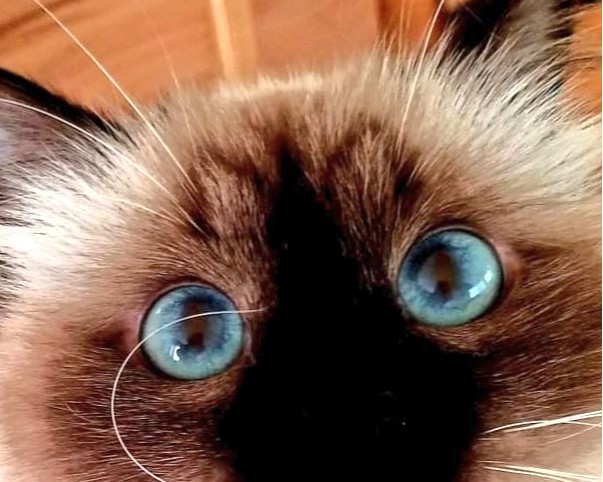 猫の目のアップ