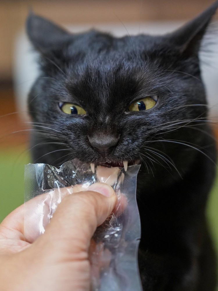 ささみを食べている黒猫