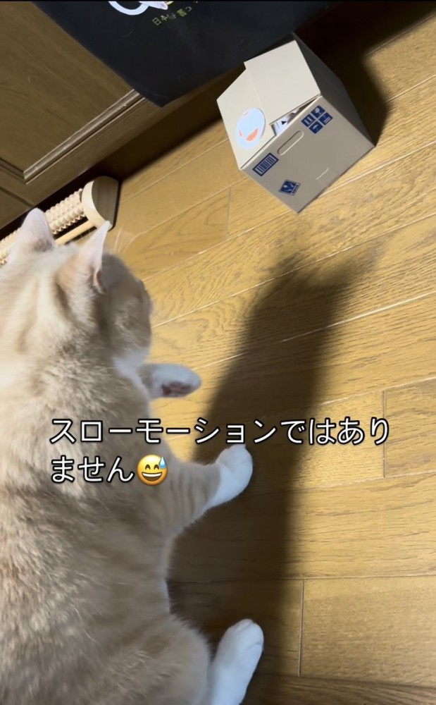 貯金箱に手を伸ばすスコティッシュフォールド