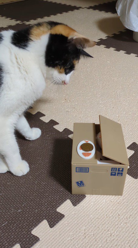 半開きになったダンボール型の貯金箱を見つめる猫