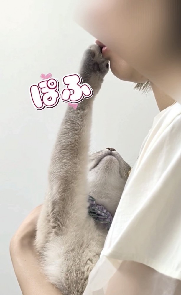 飼い主さんの鼻と口にタッチするシャムトラ猫