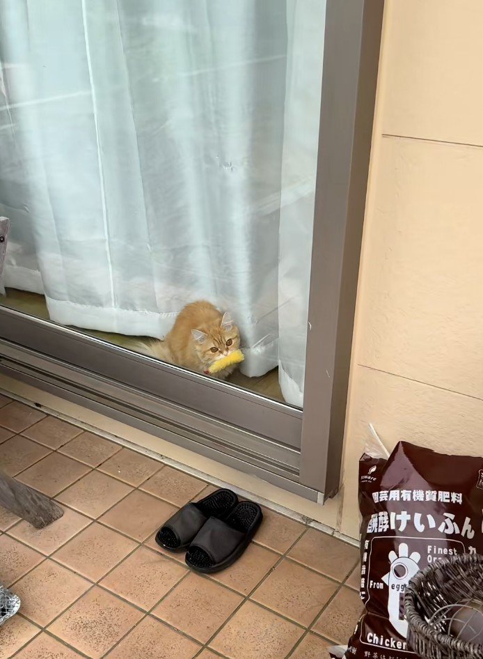 エビフライをくわえた窓辺の猫1