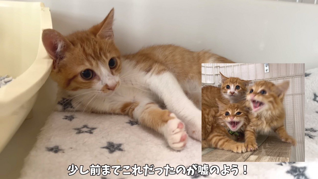 保護したばかりの屋台兄弟